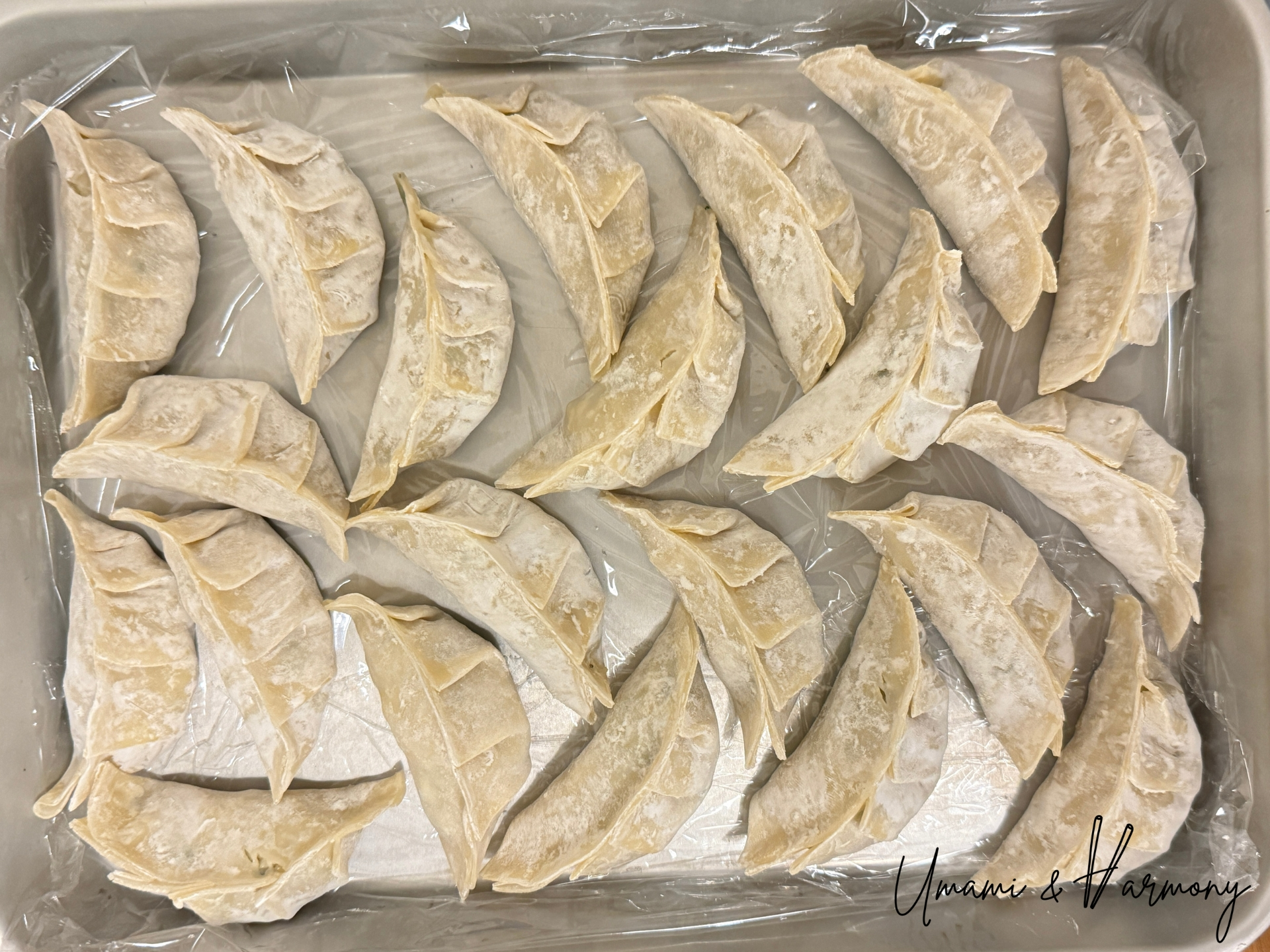 Freshly wrapped gyozas arranged on a tray ready to freeze
